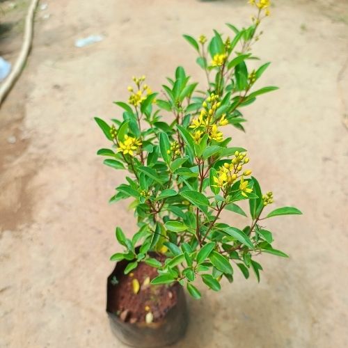 Galphimia Plant In 7 Nursery Bag