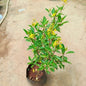 Galphimia Plant In 7 Nursery Bag