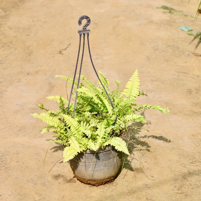 Hanging fern plant in a decorative pot on a sandy background Buy Online Plants in Gurgaon: Free Next-Day Delivery