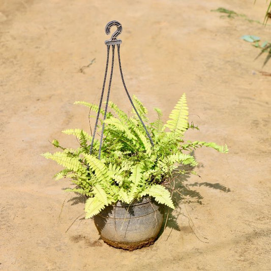 Hanging fern plant in a decorative pot on a sandy background Buy Online Plants in Gurgaon: Free Next-Day Delivery