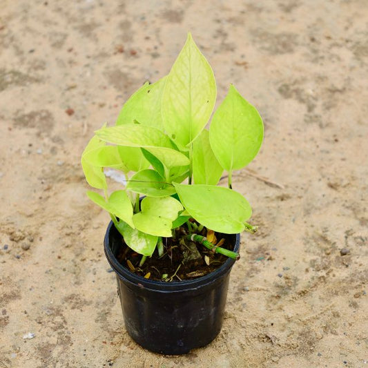 Golden Money Plant In 4 inch Nursery Pot