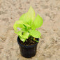 Golden Money Plant In 4 inch Nursery Pot