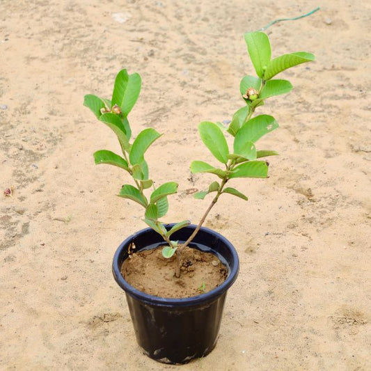 Guava Plants In 8 inch Nursery Pot