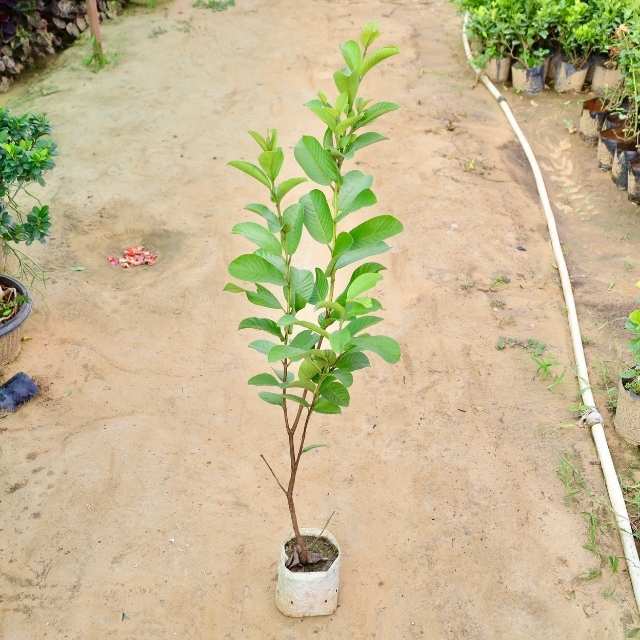 Guava plant on a dirt ground with other plants in the background Buy Indoor Plants in Gurgaon haryali: Free Next-Day Delivery