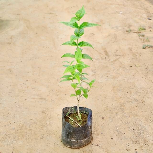 Harsingar plant in a black Bag on a beige sandy background Buy Outdoor Plants in Gurgaon haryali: Free Next-Day Delivery
