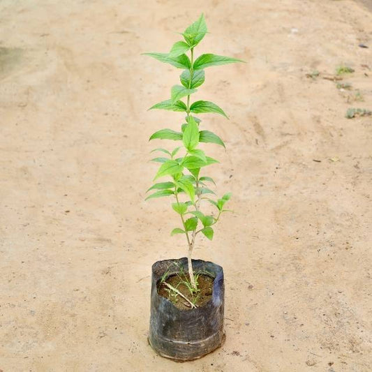 Harsingar plant in a black Bag on a beige sandy background Buy Outdoor Plants in Gurgaon haryali: Free Next-Day Delivery