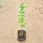 Harsingar plant in a black Bag on a beige sandy background Buy Outdoor Plants in Gurgaon haryali: Free Next-Day Delivery
