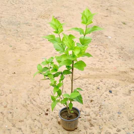 Harsingar | Parijat In 6 Inch Nursery Pot
