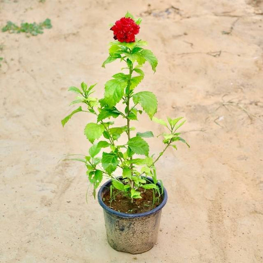 Hibiscus Double Flower plant with a red flower on a beige pavement background. Buy Indoor Plants in Gurgaon, Haryali: Free Next-Day Delivery