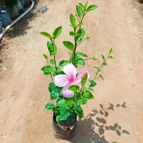 Hibiscus Pink In 6 Inch Nursery Bag