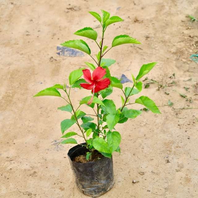 Hibiscus Red plant with a red flower on a beige background Buy Indoor Plants in Gurgaon haryali: Free Next-Day Delivery