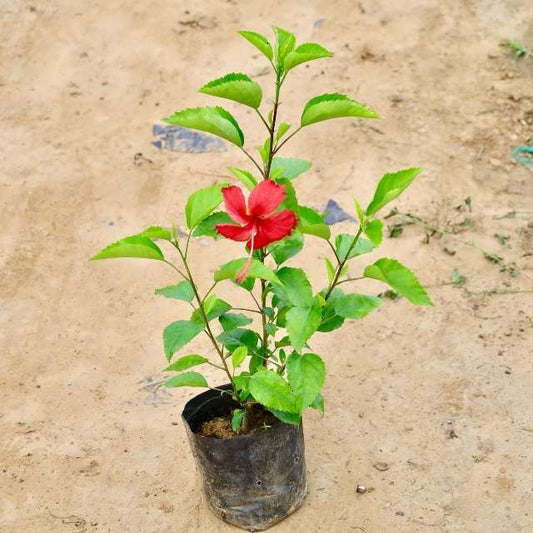 Hibiscus Red plant with a red flower on a beige background Buy Indoor Plants in Gurgaon haryali: Free Next-Day Delivery