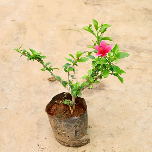 Hibiscus Red plant with a pink flower on a beige background Online Plants in Gurgaon: Free Next-Day Delivery