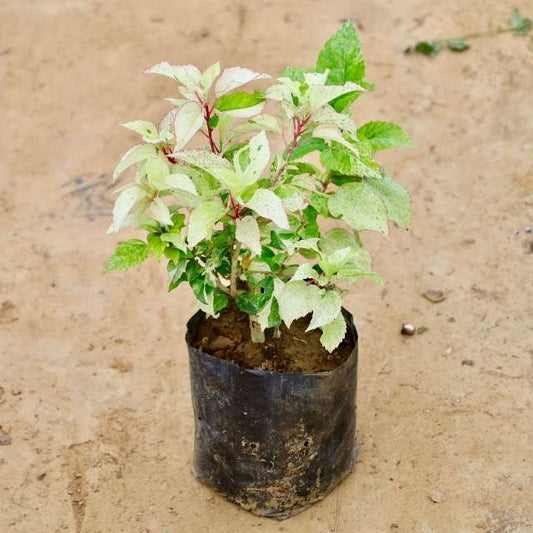 Hibiscus plant with green and white leaves on a sandy background Buy Indoor Plants in Gurgaon haryali: Free Next-Day Delivery