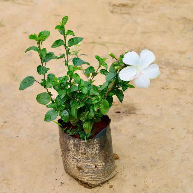White hibiscus plant with a white flower on a beige background Online Plants in Gurgaon: Free Next-Day Delivery
