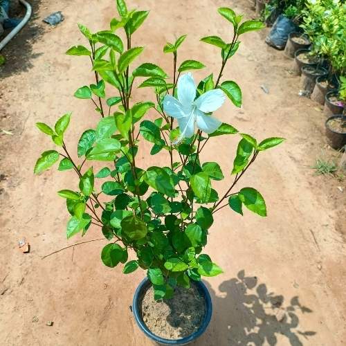 Hibiscus White In 8 Inch Nursery Pot