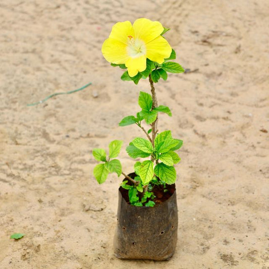 Hibiscus Yellow In 7 inch  Nursery Bag