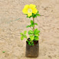 Hibiscus Yellow In 7 inch  Nursery Bag