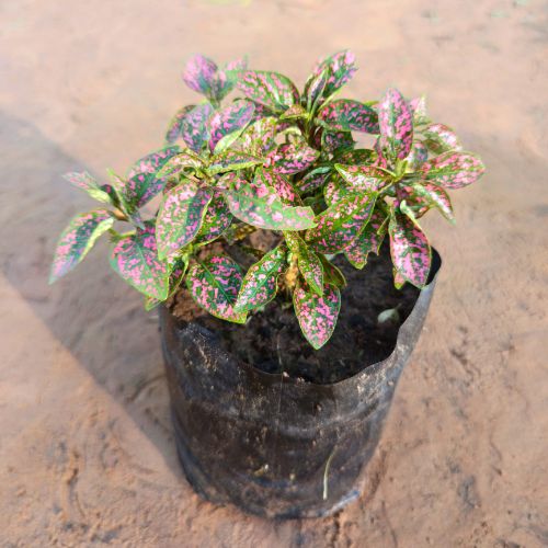 Hypostasis Pink in 4 inch Nursery Bag