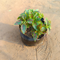 Hypostasis Red Green in 4 inch Nursery Bag