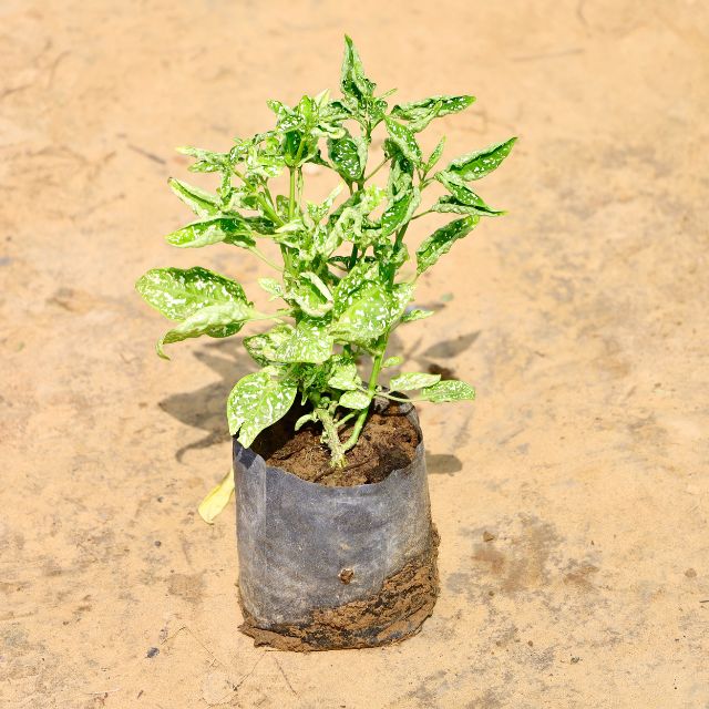  plant with green leaves on a beige background Buy Online Plants in Gurgaon: Free Next-Day Delivery