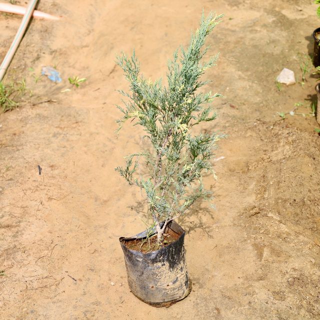 Potted plant on a sandy or dirt surface Buy Online Plants in Gurgaon: Free Next-Day Delivery