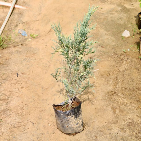 Potted plant on a sandy or dirt surface Buy Online Plants in Gurgaon: Free Next-Day Delivery
