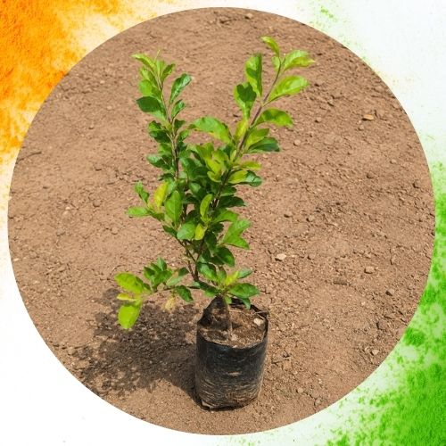 Golden Duranta In 3 Inch Nursery Bag