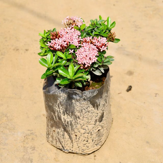 Potted plant with pink flowers in a fabric pot on a sandy background