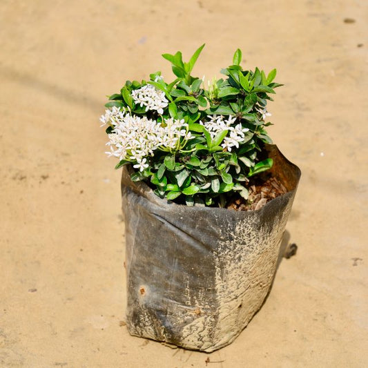 Potted plant with white flowers on a sandy background