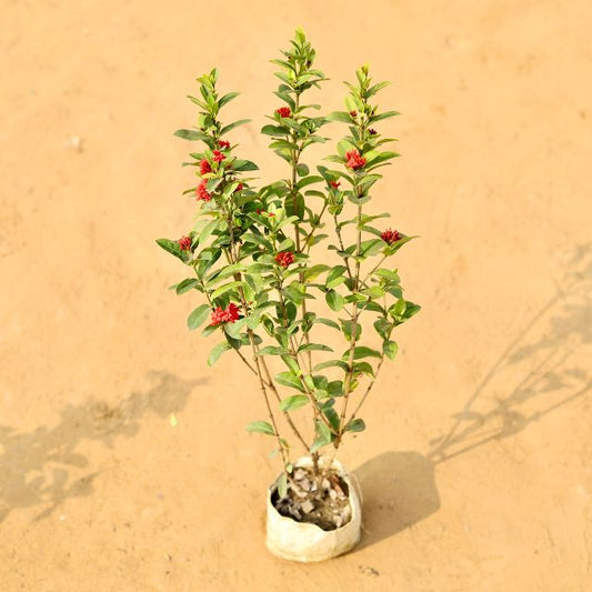 Ixora Miniature In 7 Inch Nursery Bag