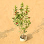 Ixora Miniature In 7 Inch Nursery Bag