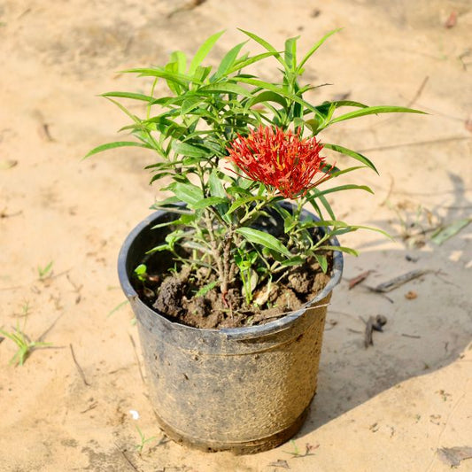 Ixora Red plant with a red flower on a sandy background Buy Online Plants in Gurgaon: Free Next-Day Delivery