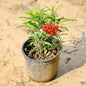 Ixora Red plant with a red flower on a sandy background Buy Online Plants in Gurgaon: Free Next-Day Delivery