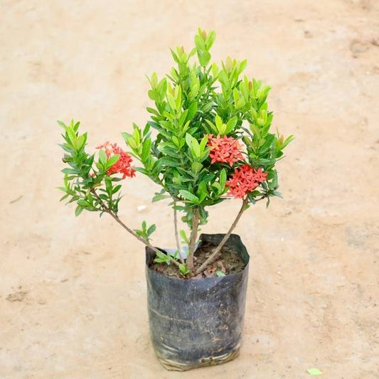 Ixora Singapore plant with red flowers on a beige background Buy Indoor Plants in Gurgaon haryali: Free Next-Day Delivery