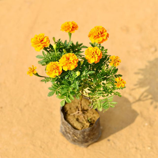 Jafri Any Color In 4 Inch Nursery Pot