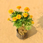 Jafri Any Color In 4 Inch Nursery Pot