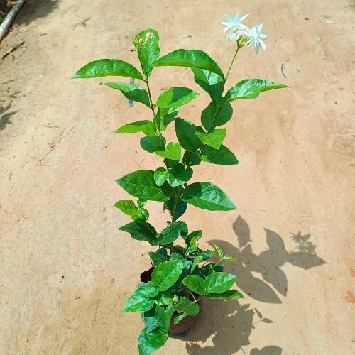 Jasmine | Mogra In 7 Inch Nursery Bag