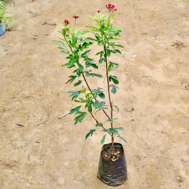 Jatropha plant with green leaves and red flowers on a beige background Buy Indoor Plants in Gurgaon haryali: Free Next-Day Delivery