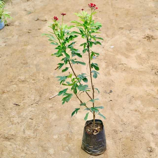 Jatropha plant with green leaves and red flowers on a beige background Buy Indoor Plants in Gurgaon haryali: Free Next-Day Delivery