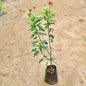 Jatropha plant with green leaves and red flowers on a beige background Buy Indoor Plants in Gurgaon haryali: Free Next-Day Delivery