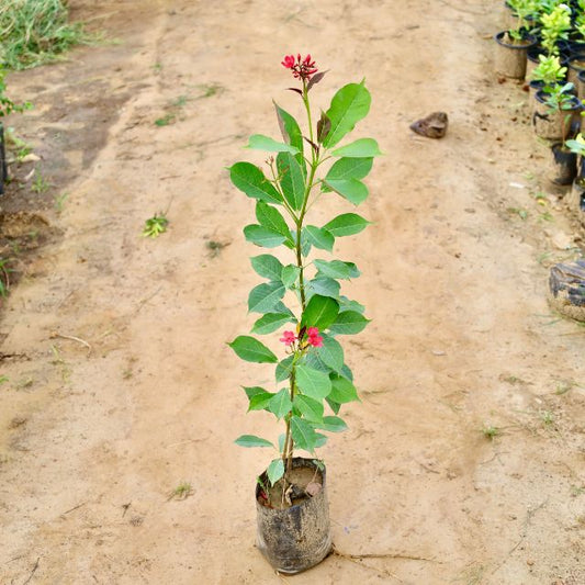 Jatropha plant with red flowers and green leaves on a dirt path Buy Indoor Plants in Gurgaon haryali: Free Next-Day Delivery