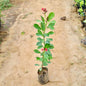 Jatropha plant with red flowers and green leaves on a dirt path Buy Indoor Plants in Gurgaon haryali: Free Next-Day Delivery