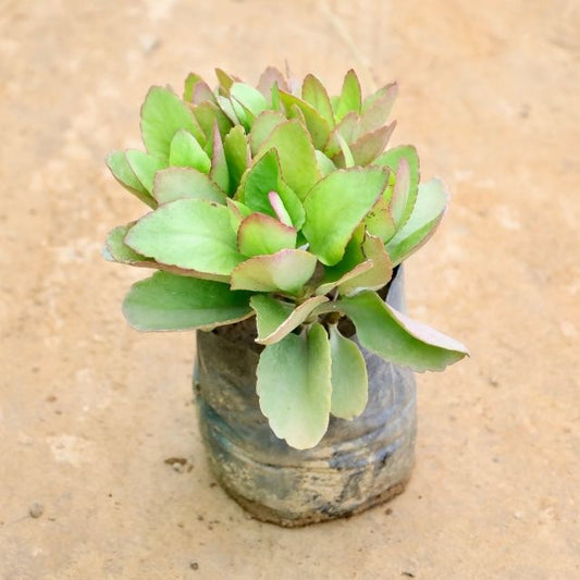 Small Kalanchoe plant on a beige surface Buy Indoor Plants in Gurgaon haryali: Free Next-Day Delivery
