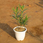 kaner any Colour In 8 Inch White Pot
