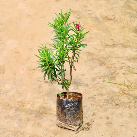 Kaner plant with a red flower on a beige background Buy Online Plants in Gurgaon: Free Next-Day Delivery