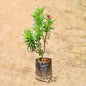 Kaner plant with a red flower on a beige background Buy Online Plants in Gurgaon: Free Next-Day Delivery