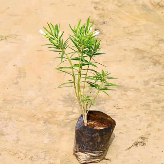 Kaner plant on a beige surface Buy Online Plants in Gurgaon: Free Next-Day Delivery