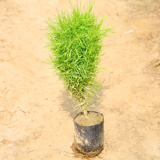Kochia in 4 Inch Nursery Bag