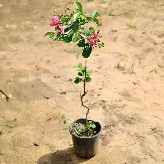 Lagerstroemia plant with pink flowers on a sandy ground Buy Online Plants in Gurgaon: Free Next-Day Delivery